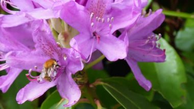 Pembe bir rhododendron çiçeğini dölleyen bir yaban arısı, doğadaki arılarla çiçekler arasındaki yakın ilişkiyi gözler önüne seriyor.