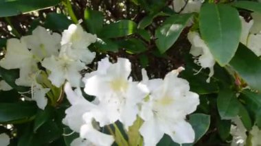 Çiçek açan gür beyaz rhododendron çiçekleri, bir bahçede yeşil yaprakların bir zemin üzerine kurulmuş.