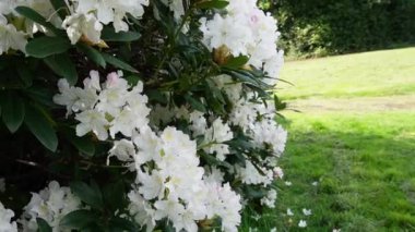 Beyaz rhododendron çalısı yemyeşil yapraklarla çiçeklenmiş, açık hava parkında yakalanmış.