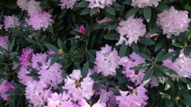 Pembe rhododendron çiçeklerinin tam çiçeklendiği yakından bakınca rüzgarda sallanan yemyeşil yapraklar...