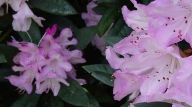 Pembe rhododendron çiçeklerinin tam çiçeklendiği yakından bakınca rüzgarda sallanan yemyeşil yapraklar...
