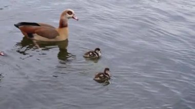Sakin bir su yüzeyinde yüzen iki ördek yavrusuyla birlikte Mısır kazları doğal ortamlarında huzurlu bir aile manzarası sergiliyorlar.