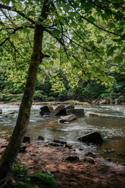 Bereketli yeşil ağaçlarla gölgelenmiş kayalık bir yatağı olan sakin bir orman akıntısı huzurlu ve doğal bir orman manzarası sunuyor.