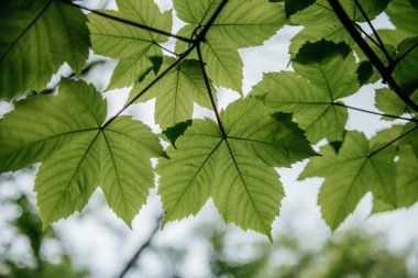 Canlı yeşil akçaağaç yapraklarının yakın çekimi, aşağıdan bakıldığında, güneş ışığı filtrelenerek, ayrıntılı damarları ve doğal güzellikleri vurgulanıyor.