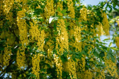 Laburnum ağacının sarı çiçekleri yemyeşil yapraklara karşı canlı bir görüntü oluşturur.