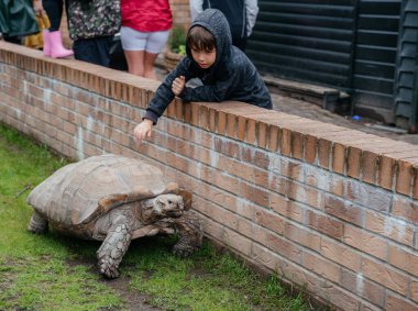 Kapüşonlu genç bir çocuk, hayvanat bahçesindeki dev bir kaplumbağayla karşılaşmak için tuğladan duvara yaslanıyor ve bir merak ve bağlantı anı yaratıyor.