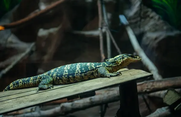 stock image A monitor lizard with a distinctive pattern is resting on a wooden platform, showcasing its unique scales and natural behavior