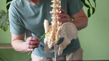 Bir tıp uzmanı, sakroiliak eklemin anatomisini ve işlevini açıklamak için omurga modeli kullanır.