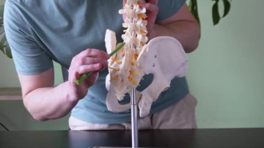 İnsan omurgasının anatomik modelini tutan bir fizyoterapist, eğitim amaçlı kuyruk sokumu ve pelvik kemikleri vurguluyor.