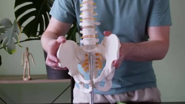 Eğitimsel amaçlar için kasık kemiği ve leğen kemiğini vurgulayan insan leğen kemiğinin anatomik modelini elinde tutan bir fizyoterapist.