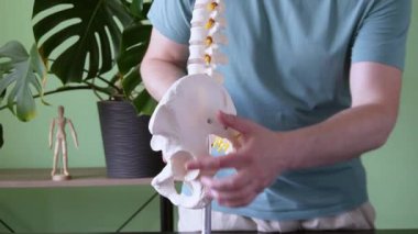Bir fizyoterapist, insan leğen kemiğinin ve omurgasının anatomik modelini tutuyor. Eğitimsel amaçlar için kalça kemiği, kalça kemiği ve kalça kemiğinin ön kısmını vurguluyor.