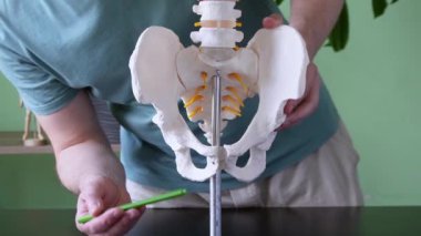 İnsan leğen kemiğinin anatomik modelini tutan bir fizyoterapist eğitim amaçlı iskiyum ve iskiyal tüberoziteleri vurguluyor.