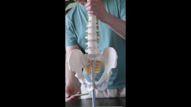 İnsan leğen kemiğinin anatomik modelini tutan bir fizyoterapist eğitim amaçlı iskiyum ve iskiyal tüberoziteleri vurguluyor.