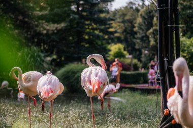 Flamingolar bir hayvanat bahçesinde tek ayak üzerinde duruyor, arka planda insanlarla doğal davranışlarını sergiliyorlar, vahşi yaşamı, doğayı ve açık hava kavramlarını resmetmek için ideal.