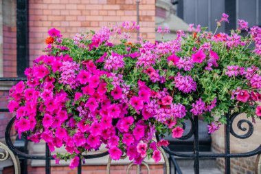 Londra caddesindeki vitrinlerde pembe ve kırmızı çiçeklerin sergilendiği canlı bir sergi.