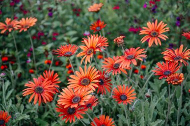 Vibrant Arctotis Hybrida Mahogany African Daisy flowers in full bloom in a lush garden setting clipart