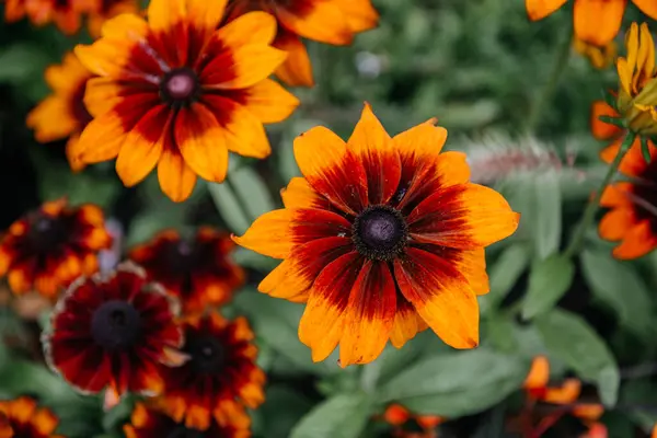 stock image Close-up of a vibrant orange and red Rudbeckia flower in full bloom, showcasing its detailed petals and lush green foliage