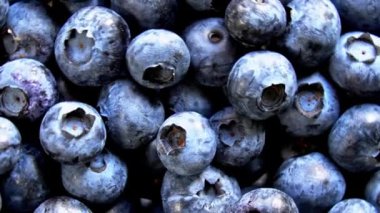 Taze yaban mersinlerinin yuvarlanıp hareket ettiğini gösteren yüksek çözünürlüklü bir video. Taze üretim, sağlıklı yeme ve yiyecek görselleri için ideal.