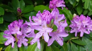 Pembe rhododendron çiçekleri rüzgarda usulca sallanıyor, doğanın ve bahar çiçeklerinin güzelliğini sergiliyor.