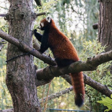 Kızıl bir panda bir ağaca tırmanır, yemyeşil bir orman ortamında dallar üzerinde dengede durur, çevik doğasını gösterir.