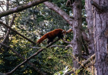 İskoçya, Edinburgh Hayvanat Bahçesi 'ndeki bir ağaca tırmanan Kızıl Panda. Himalaya' ya özgü nadir ve nesli tükenmekte olan bir tür.