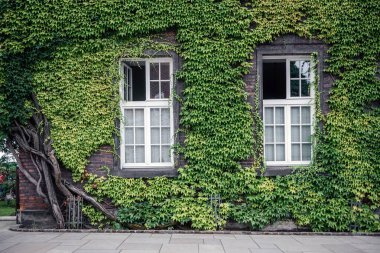 Polonya 'nın Krakow şehrinde, yeşil sarmaşıklarla çevrili, tarihi mimariyle harmanlanmış iki beyaz çerçeveli tuğla bir bina.
