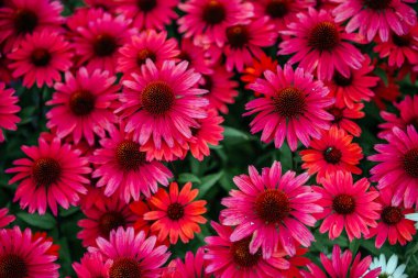 Parlak pembe koni çiçeklerinden oluşan canlı bir küme çiçek açmış Echinacea, bahçe ortamında yeşil yapraklarla çarpıcı bir kontrast oluşturur.