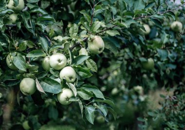 Bir ağaç dalında yetişen taze yeşil elma yakın plan, bir yaz meyve bahçesinde yemyeşil yapraklar ile çevrili