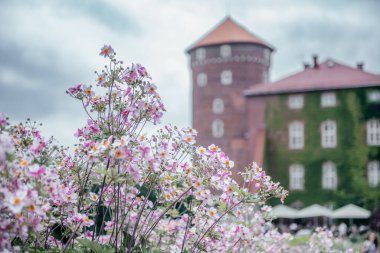 Polonya 'nın Krakow kentindeki Wawel Kalesi' nin arka planında görünen güzel pembe şakayık çiçekleri ön planda çiçek açıyor.