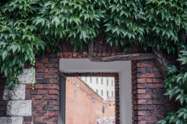 Kalın yeşil sarmaşıklarla kaplı tuğla kemer yolu, arka planda tuğla bir bina bulunan açık bir geçide açılıyor.