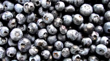 Taze yaban mersinlerinin yuvarlanıp hareket ettiğini gösteren yüksek çözünürlüklü bir video. Taze üretim, sağlıklı yeme ve yiyecek görselleri için ideal.