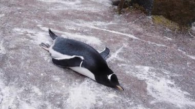 Bir Gentoo pengueni Edinburgh Hayvanat Bahçesi 'nin kayalık yüzeyinde, rahat bir duruş sergiliyor.