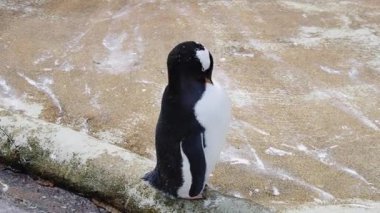 Deniz kenarındaki penguen tüylerini doğal bir hayvanat bahçesi ortamında tımar ediyor.