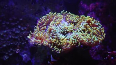 Renkli bir deniz şakayığının rahatlatıcı bir videosu. Hafifçe su altında hareket ediyor. Rahatlama, meditasyon ve stres atımı için mükemmel.
