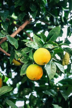 Olgun portakallar yeşil yapraklı bir dala asılı, açık havada canlı yeşil yapraklarla çevrili.