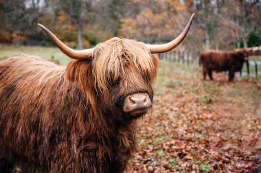 A shaggy Scottish Highland cow with long horns stands in a rural field during autumn, surrounded by colorful fallen leaves clipart