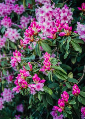 Yeşil yapraklı pembe rhododendron çiçeklerinin yakın çekim görüntüsü botanik, bahar ve doğal güzellik temaları için idealdir.