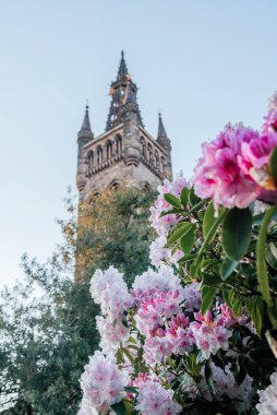 Pembe ve beyaz rhododendron çiçekleri, arka planda Glasgow Üniversitesi kulesi ile birlikte, bahar, eğitim ve mimari temalar için idealdir.