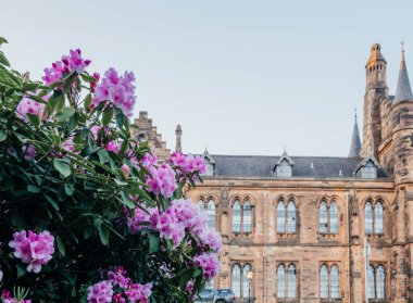 Glasgow Üniversitesi 'nin tarihi mimarisi önünde açan pembe rhododendron çiçekleri, eğitim, bahar ve miras temaları için ideal.