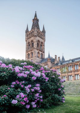 Glasgow Üniversitesi 'nin ikonik kulesinin önünde çiçek açan pembe rhododendron çalısı baharı, tarihi ve eğitimi tek bir çerçevede yakalıyor.