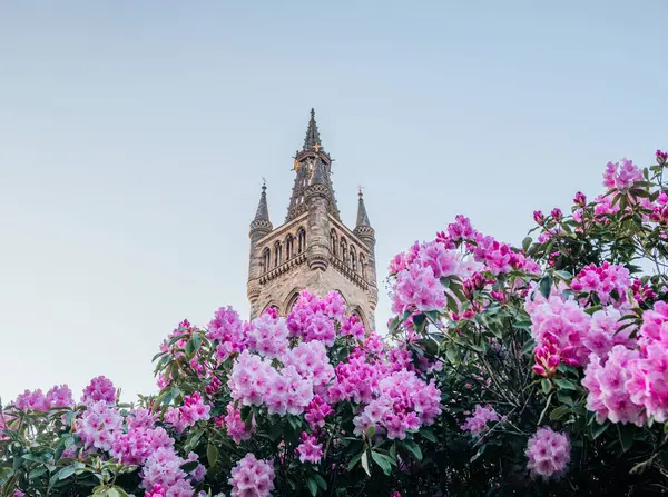 Pembe ve beyaz rhododendron çiçekleri, arka planda Glasgow Üniversitesi kulesi ile birlikte, bahar, eğitim ve mimari temalar için idealdir.