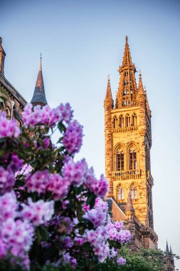 Altın saat boyunca arka planda Glasgow Üniversitesi 'nin tarihi Gotik kulesiyle birlikte tam çiçek açmış parlak pembe rhododendron çiçekleri