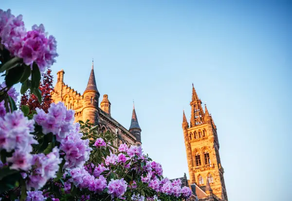 Altın saat boyunca arka planda Glasgow Üniversitesi 'nin tarihi Gotik kulesiyle birlikte tam çiçek açmış parlak pembe rhododendron çiçekleri