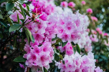 Yeşil yapraklı pembe rhododendron çiçeklerinin yakın çekim görüntüsü botanik, bahar ve doğal güzellik temaları için idealdir.