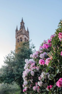 Pembe ve beyaz rhododendron çiçekleri, arka planda Glasgow Üniversitesi kulesi ile birlikte, bahar, eğitim ve mimari temalar için idealdir.