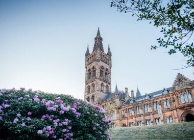 Pembe ve beyaz rhododendron çiçekleri, arka planda Glasgow Üniversitesi kulesi ile birlikte, bahar, eğitim ve mimari temalar için idealdir.