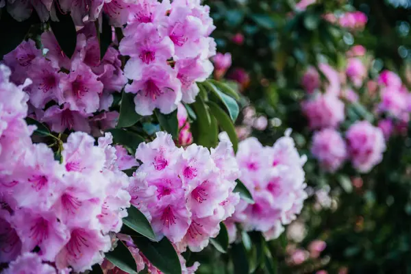 Yeşil yapraklı pembe rhododendron çiçeklerinin yakın çekim görüntüsü botanik, bahar ve doğal güzellik temaları için idealdir.