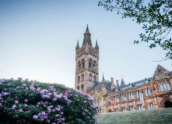 Pembe ve beyaz rhododendron çiçekleri, arka planda Glasgow Üniversitesi kulesi ile birlikte, bahar, eğitim ve mimari temalar için idealdir.