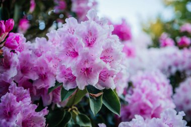 Yeşil yapraklı pembe rhododendron çiçeklerinin yakın çekim görüntüsü botanik, bahar ve doğal güzellik temaları için idealdir.