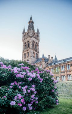 Glasgow Üniversitesi 'nin ikonik kulesinin önünde çiçek açan pembe rhododendron çalısı baharı, tarihi ve eğitimi tek bir çerçevede yakalıyor.
